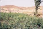 Bio Herb Egypt