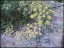 Bio Herb Egypt